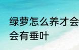 绿萝怎么养才会有垂叶 绿萝如何养才会有垂叶