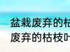 盆栽废弃的枯枝叶属于什么垃圾 盆栽废弃的枯枝叶是什么垃圾