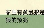 家里有黄鼠狼是什么兆头 家里有黄鼠狼的预兆