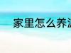 家里怎么养泥鳅 家里如何养泥鳅