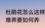 杜鹃花怎么这样难养 杜鹃花为何这样难养要如何养