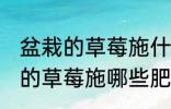 盆栽的草莓施什么肥好不要化肥 盆栽的草莓施哪些肥好不要化肥