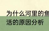 为什么河里的鱼养不活 河里的鱼养不活的原因分析